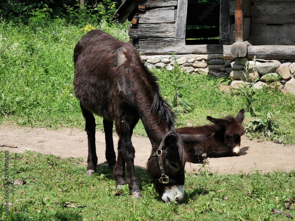 donkey in field