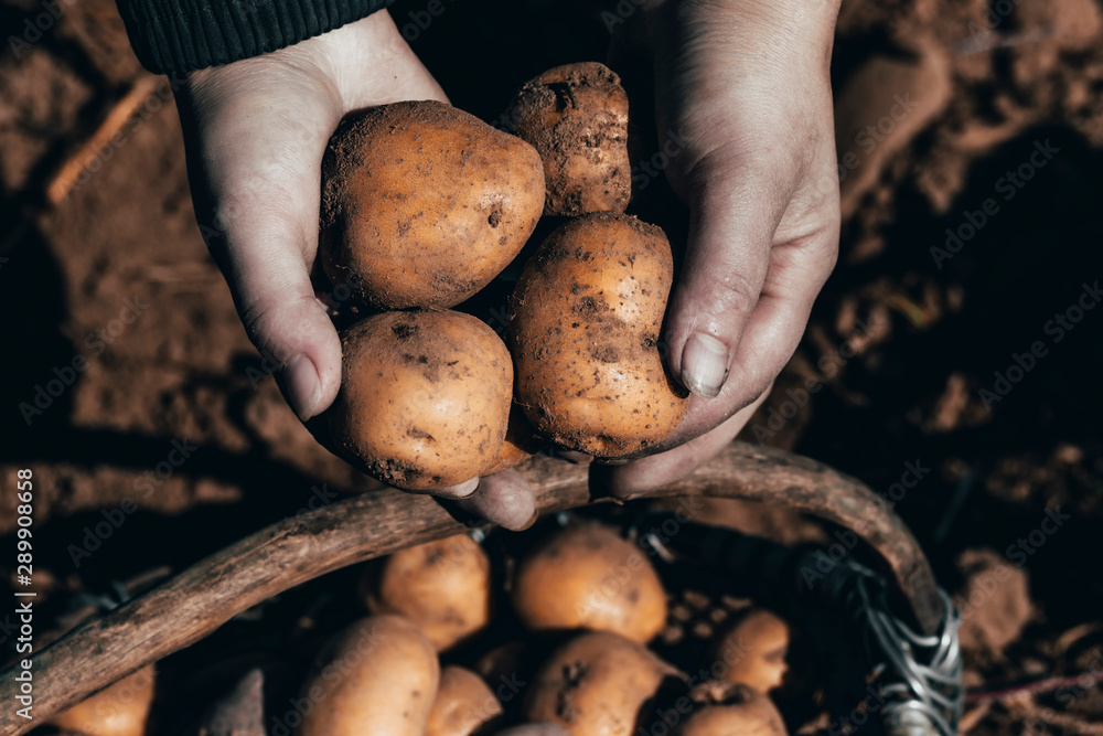 street lighting. the ground under your feet. A man holds potatoes in his hands street lighting. the ground under your feet. A man holds potatoes in his hands