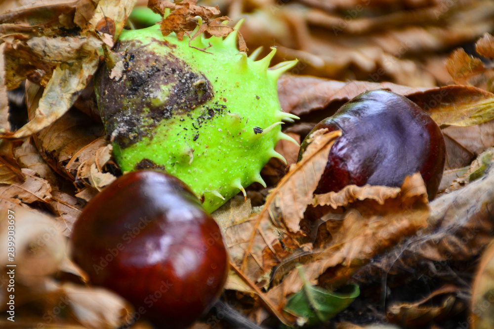 Beautiful chestnuts in the autumn city park. Beautiful chestnuts in the autumn city park.