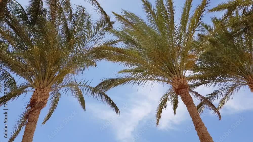 palm tree against the blue sky. clearly visible palm trunk. foliage loosened in the wind palm tree against the blue sky. clearly visible palm trunk. foliage loosened in the wind
