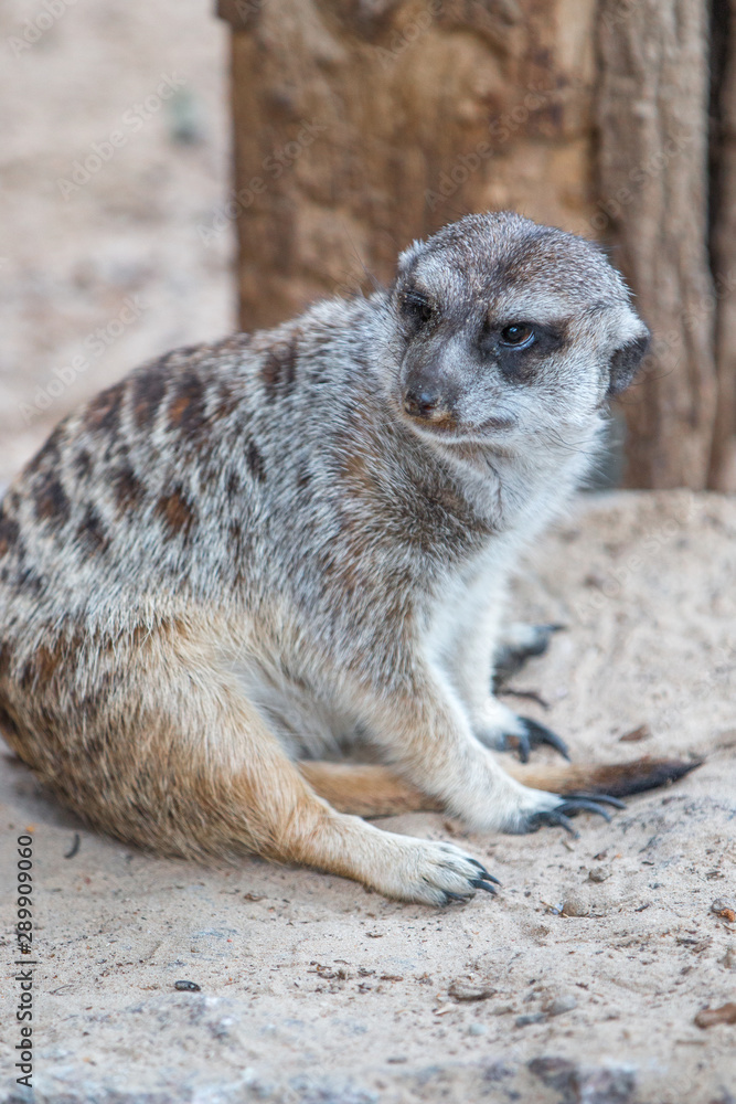Fototapeta premium Meerkat (Suricata suricatta, Erdmännchen) 