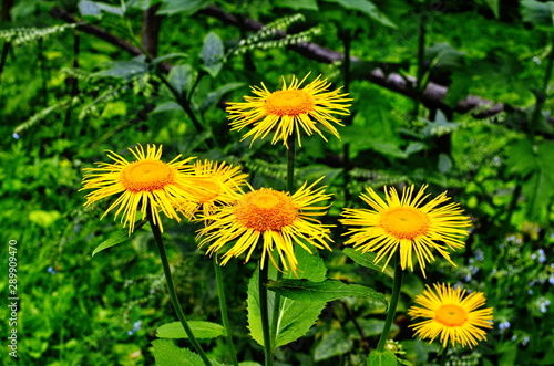 Yellow & orange flowers Telekia specios photo