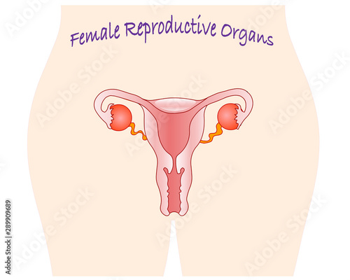 Female reproductive organs. Tattooed under the belly.  Woman reproductive system elements vagina, uterus, cervix. Modern vector illustration