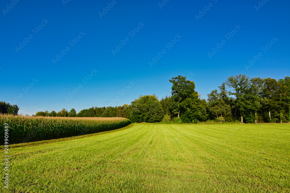 Obraz premium green field next to a corn field, in the background a forest and blue sky