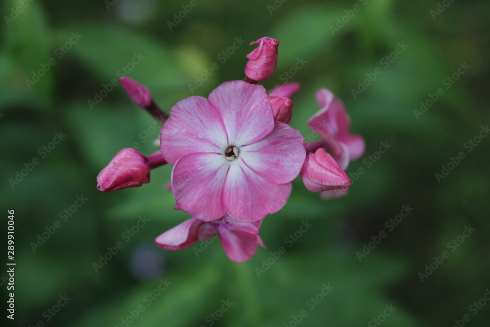pink flower in garden