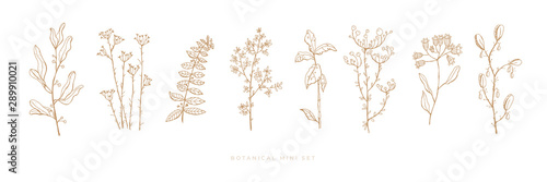 Set hand drawn grass and flowers on white isolated background. Trendy wildflowers and herbs. Botanical illustration. Decorative floral picture.