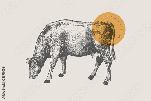 Graphic hand-drawn cow on a light background. Retro engraving with farm animal for menu restaurants, for packaging in markets and shops. Vector vintage illustrations.