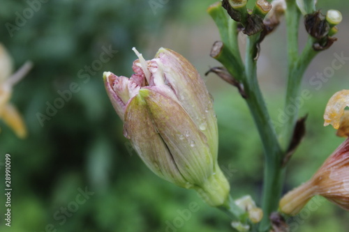bud of a Lilia flower with drops of water
