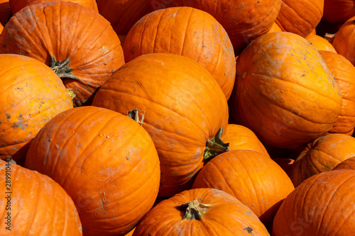 Fotografia Halloween-Kürbisse