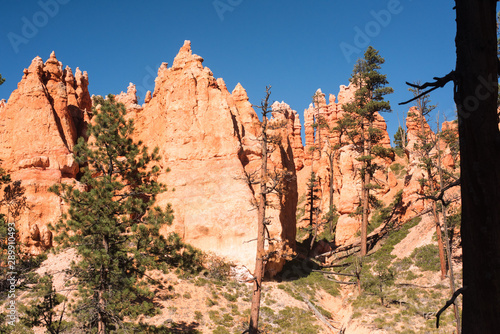 Pine trees grow among the sandstone rock Formations which are worn by weather erosion and form the colorful views at Bryce Canyon National Park