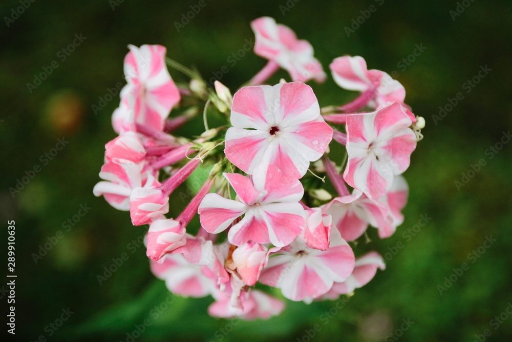 pink flowers in the garden phlox pink flowers in the garden phlox