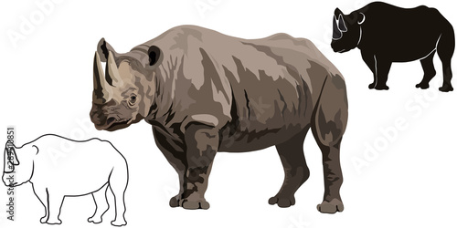 Black rhinocerosBlack african rhinoceros