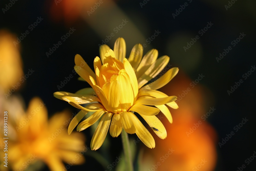 gelbe Blüte der Ringelblume im Abendlicht gelbe Blüte der Ringelblume im Abendlicht