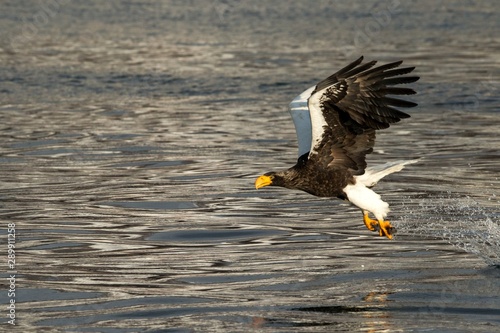 Steller´s sea eagle in flight hunting fish from sea,Hokkaido, Japan, Haliaeetus albicilla, majestic sea eagle with big claws aiming to catch fish from water surface, wildlife scene,birding  in Asia