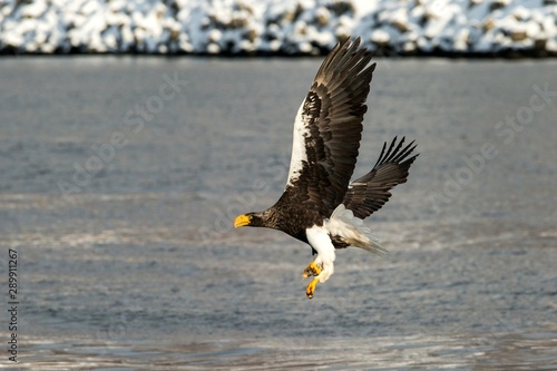 Steller´s sea eagle in flight hunting fish from sea,Hokkaido, Japan, Haliaeetus albicilla, majestic sea eagle with big claws aiming to catch fish from water surface, wildlife scene,birding  in Asia
