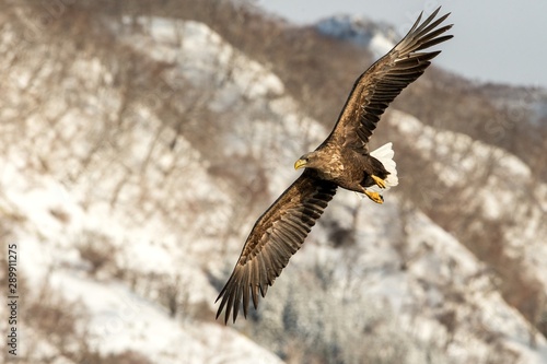 White-tailed eagle flying in front of winter mountains scenery in Hokkaido, Bird silhouette. Beautiful nature scenery in winter. Mountain covered by snow, glacier. Panoramatic view, Japan