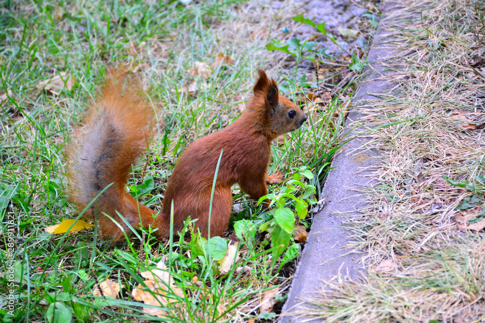 Fototapeta premium Little red squirrel in a city park.