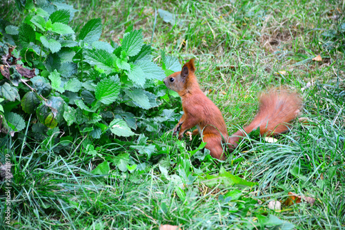  Little red squirrel in a city park.