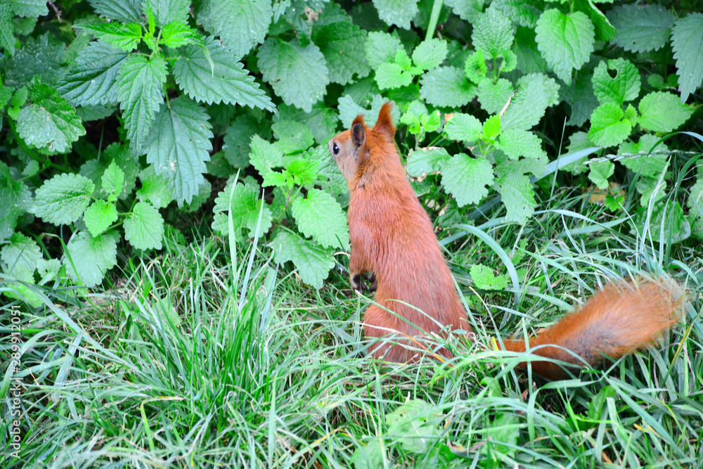 Little red squirrel in a city park. Little red squirrel in a city park.