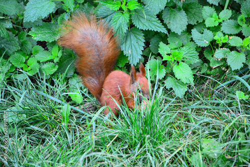  Little red squirrel in a city park.