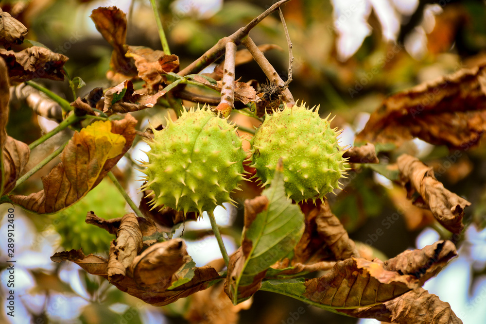Beautiful chestnuts in the autumn city park. Beautiful chestnuts in the autumn city park.