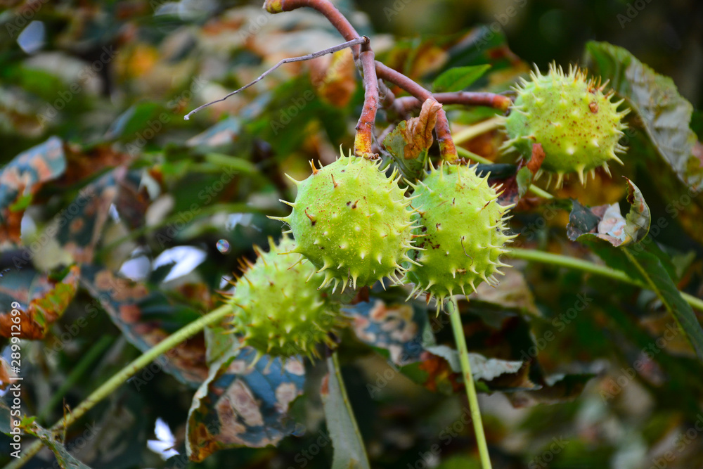 Beautiful chestnuts in the autumn city park. Beautiful chestnuts in the autumn city park.