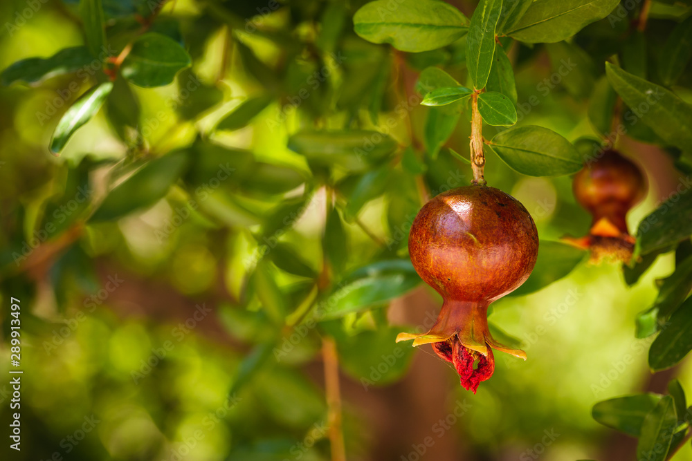 Bunch of pomegranate fruit growing on a tree in the garden Bunch of pomegranate fruit growing on a tree in the garden