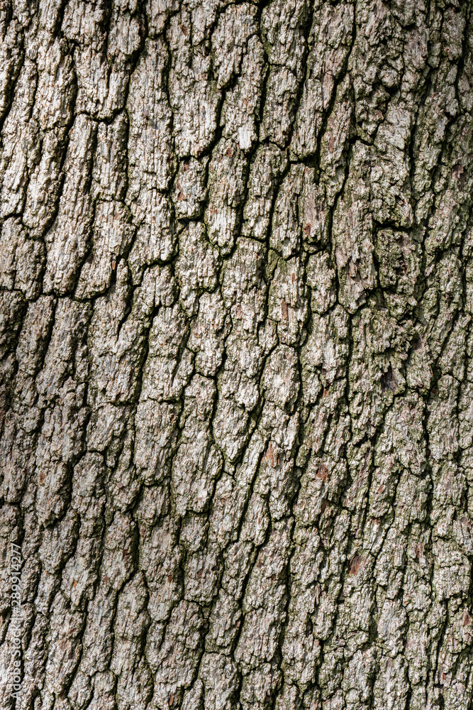 Naklejka premium High resolution tree bark texture 