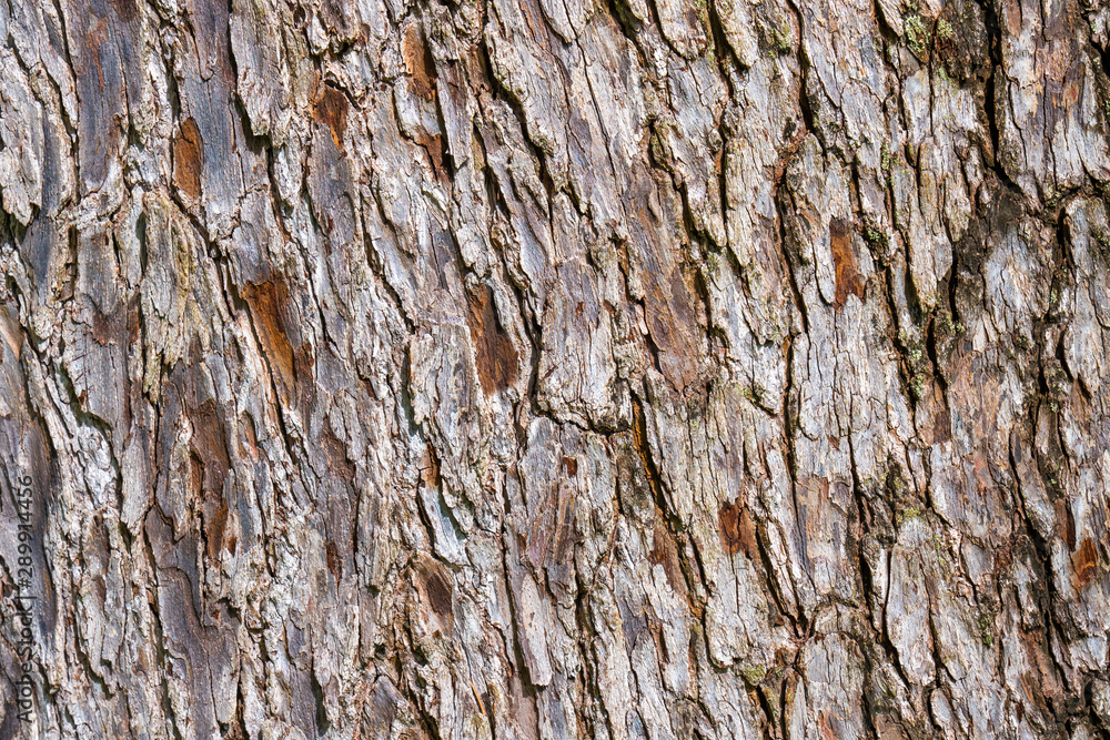 Obraz premium High resolution tree bark texture 