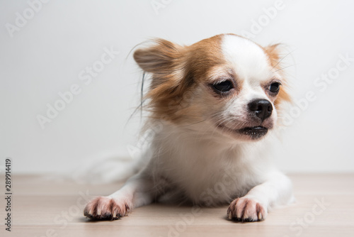 Sadly Chihuahua sit in front of white background © phatanin17