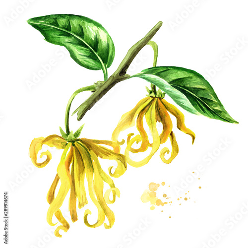 Ylang-Ylang yellow flowers with green leaf. Cananga odroata. Watercolor hand drawn illustration isolated on white background photo