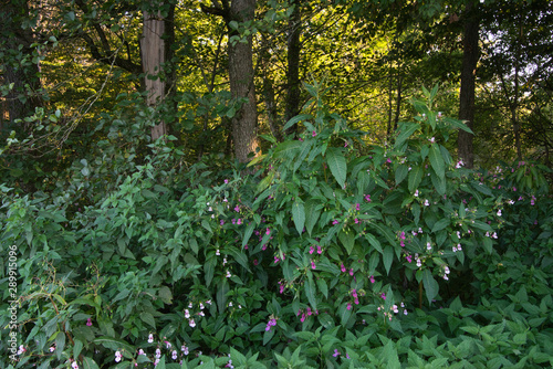 Wildflowers in the thick bushes in front of tall trees at the edge of the forest