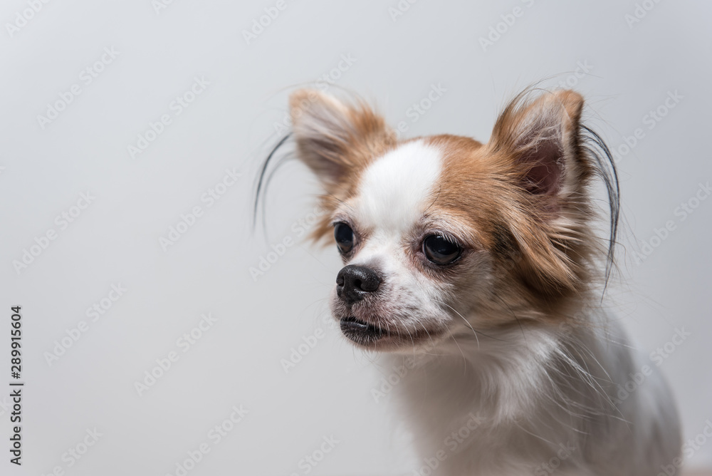 Sadly chihuahua isolated with white backgound Sadly chihuahua isolated with white backgound