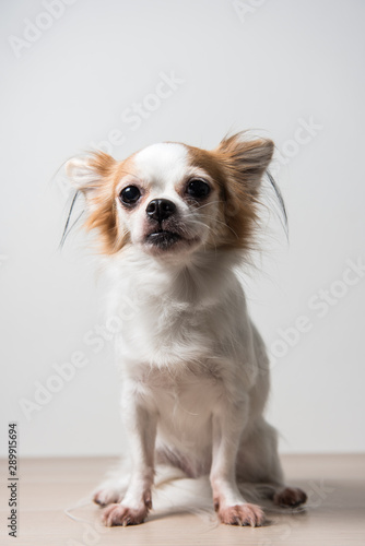 chihuahua puppy on white background