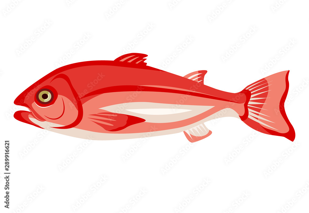 Raw northern red snapper icon isolated on white background, healthy food, fresh whole fish, vector illustration. Raw northern red snapper icon isolated on white background, healthy food, fresh whole fish, vector illustration.