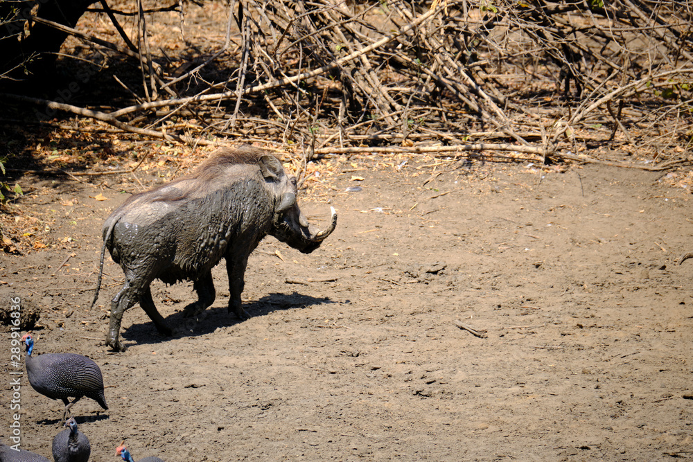 Fototapeta premium Warthog in Mana Pools National Park, Zimbabwe