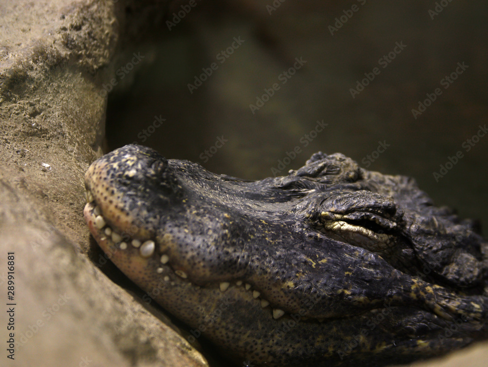 crocodile closeup. crocodile head with beautiful skin texture. side view crocodile closeup. crocodile head with beautiful skin texture. side view