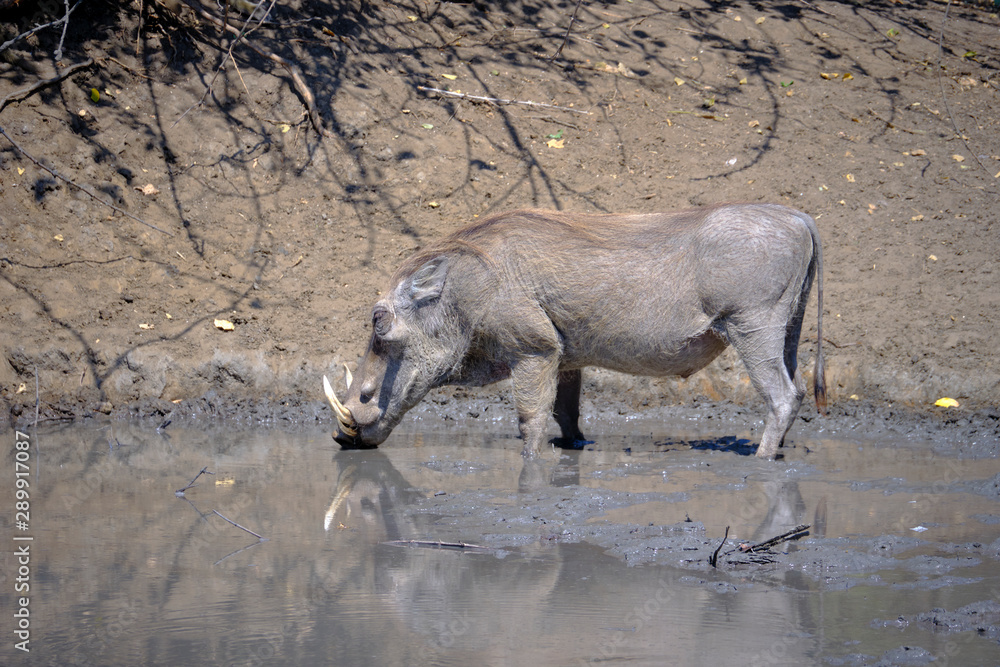Warthog in Mana Pools National Park, Zimbabwe Warthog in Mana Pools National Park, Zimbabwe