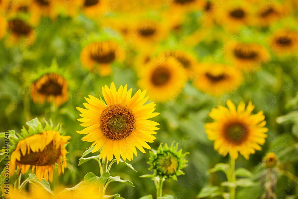 Field of sunflowers. Close up of bright sunflowers against a blurred field.