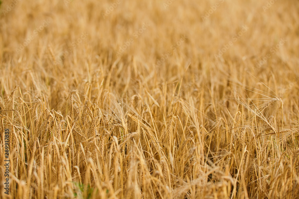 Golden cereal field, agricultural background Golden cereal field, agricultural background