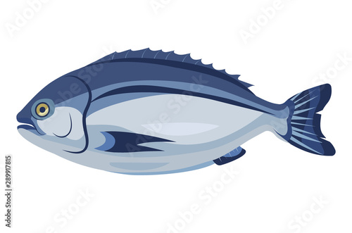 Dorado fish icon isolated on white background, healthy fresh product, mediterranean cuisine, vector illustration.