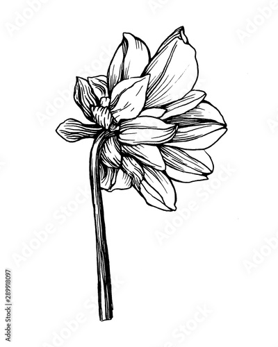 black and white dahlia clipart