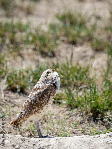 Burrowing Owl © Western Photographs