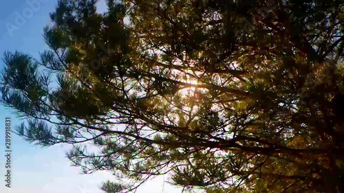 The bright sun breaks through the leaves of the tree. Summer day in nature.