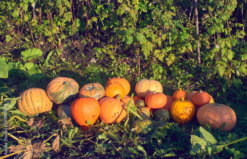 Harvest pumpkins in sunny garden