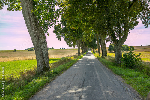 Fototapeta Naklejka Na Ścianę i Meble -  Tree lined country road