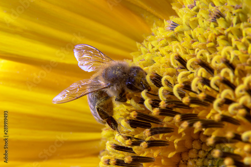 Pszczoła na słoneczniku z widocznymi skrzydłami