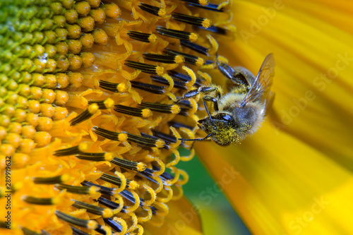 Pszczoła na słoneczniku widziana z przodu