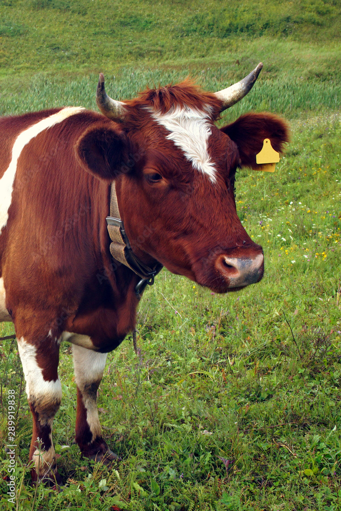 In the summer, a brown cow eats green grass in the meadow.