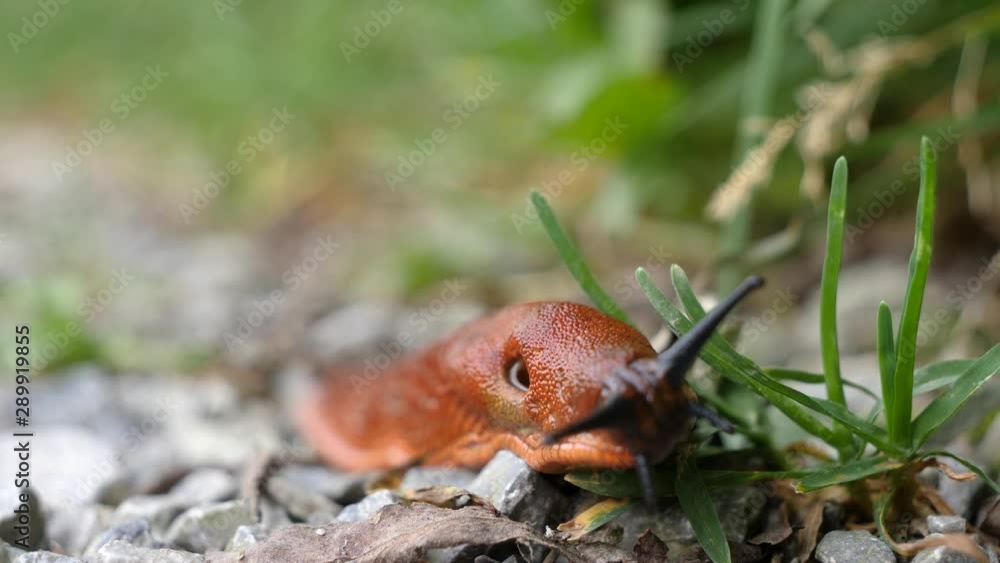 slow motion macro shot of the slug on pebbles, shallow depth of field, static shot slow motion macro shot of the slug on pebbles, shallow depth of field, static shot